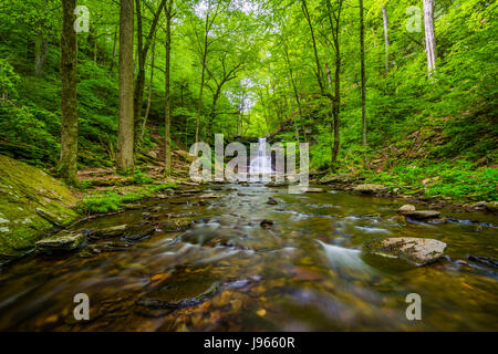 Sheldon Reynolds fällt in Ricketts Glen State Park, Pennsylvania. Stockfoto