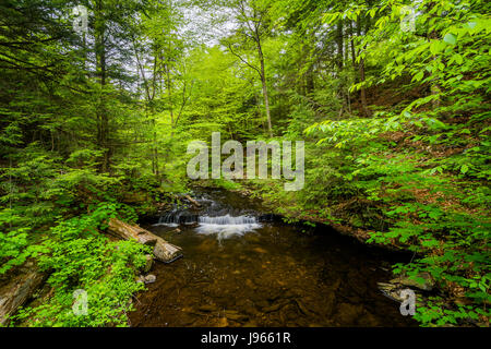 Kleine Kaskade in einem Bach Ricketts Glen State Park, Pennsylvania. Stockfoto