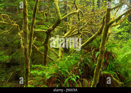 Unten Ahorn entlang Naturlehrpfad, Prairie Creek Redwoods State Park, Redwood National Park, Kalifornien Stockfoto