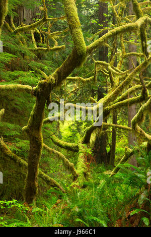 Unten Ahorn entlang Naturlehrpfad, Prairie Creek Redwoods State Park, Redwood National Park, Kalifornien Stockfoto