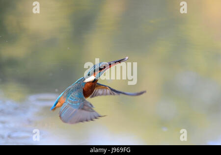 Fluss-Eisvogel (Alcedo Atthis), fliegen aus Kokosblättern mit einem Gefangenen Dace, Italien Stockfoto