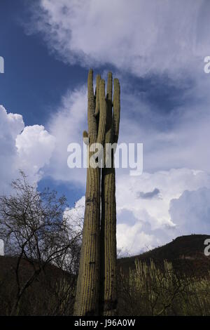 Kaktus in Mexiko, Baja California Stockfoto