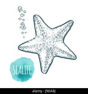 Starfish Zeichnung auf weißem Hintergrund. Handgezeichnete Meeresfrüchte Abbildung. Stock Vektor