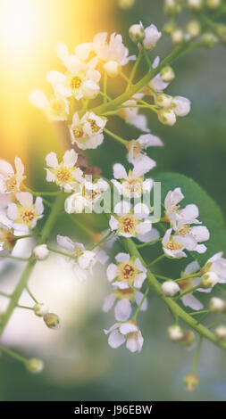 Die kleinen weißen Blüten Kirsche auf einem grünen Hintergrund bei Sonnenuntergang. Textur. Stockfoto