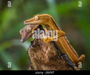 Zwei Blattschwanzgecko, der auf einem Ast sitzt. Ungewöhnliche Perspektive. Madagaskar. Stockfoto