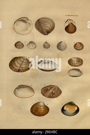 Transactions of the Linnean Society of London, Band 8 tab. 2 Stockfoto