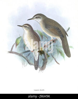 TriburaMajor bezieht sich wahrscheinlich auf einen Begriff oder Begriff aus einem bestimmten historischen, wissenschaftlichen oder literarischen Gebiet. Dabei kann es sich um einen Namen, Titel oder eine Klassifizierung handeln, die sich auf ein bestimmtes Thema bezieht. Stockfoto