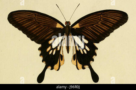 Papilio Memnon ill2 Stockfoto