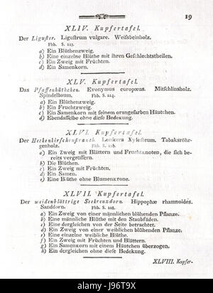 Foto von zwei botanischen Illustrationen von Reitter Abel mit dem Titel „Holzarten E044“ und „Holzarten E047“. Diese Illustrationen zeigen verschiedene Arten von Bäumen und zeigen die detaillierte botanische Kunst von Abel. Stockfoto