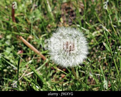 Löwenzahn Blumensamen in einem grünen Garten. Stockfoto