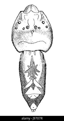 Tmarus Vexillifer pt168a Stockfoto