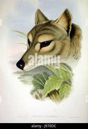 Eine Illustration von Thylacinus cynocephalus, bekannt als Tasmanischer Tiger, ein ausgestorbenes fleischfressenes Beuteltier aus Tasmanien, zeigt seine physischen Merkmale und historische Bedeutung. Stockfoto