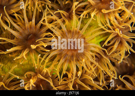 Eine Nahaufnahme von glühend orange Cup Koralle in Misool, Raja Ampat, Indonesien Stockfoto