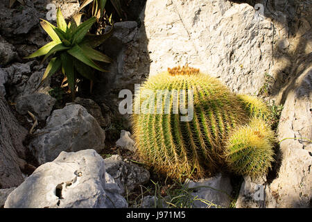 Exotischer Garten von Monaco, Jardins Exotique de Monaco: Sammlung von Sukkulenten und tropischen Pflanzen an der Spitze der Felsen von Monaco City, Sonnenschein Stockfoto