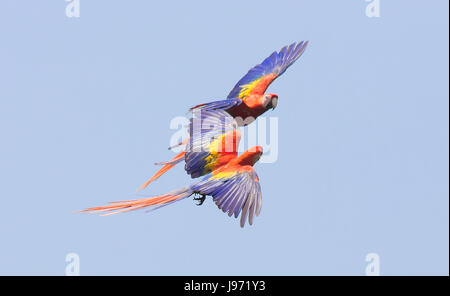 Paar rote Aras im Flug mit blauem Himmel Stockfoto