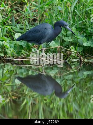 Kleine blaue Reiher mit Spiegelbild im Wasser Stockfoto