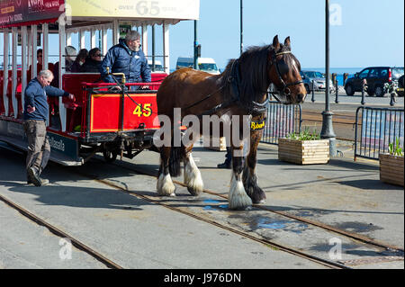 Pferd gezogene Straßenbahn warten auf Passagiere auf Douglas Prom, Isle Of Man Stockfoto