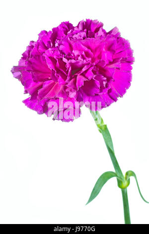 Nelke (Dianthus) auf weißem Hintergrund Stockfoto