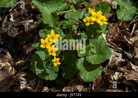 Sonnenlicht gelb Geum oder Avens Blumen in Glade, Rila-Gebirge, Bulgarien Stockfoto