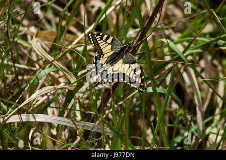 Tiger Schwalbenschwanz Schmetterling, Mahaon oder Papilio auf eine neue und trockene Pflanze, Plana Berg, Bulgarien Stockfoto