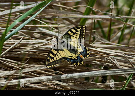 Tiger Schwalbenschwanz Schmetterling, Mahaon oder Papilio auf eine neue und trockene Pflanze, Plana Berg, Bulgarien Stockfoto
