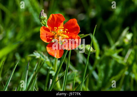 Sonnenlicht rot Geum oder Avens Blumen in Glade, Rila-Gebirge, Bulgarien Stockfoto