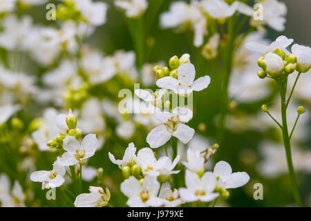 Meerrettich-Blumen-Nahaufnahme im Garten Stockfoto