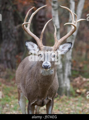 White Tail Buck 10-Punkte-Hirsch Stockfoto