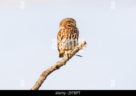 Steinkauz (Athene Noctua) hocken auf einem Zweig, Koros-Maros-Nationalpark, Békés County, Ungarn Stockfoto