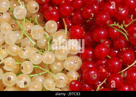 rote und weiße Johannisbeeren Yin yang Stockfoto