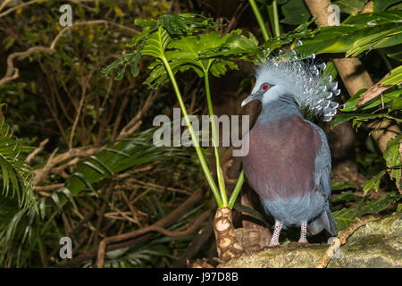 Eine Victoria gekrönte Taube im Central Park Zoo in New York City Stockfoto