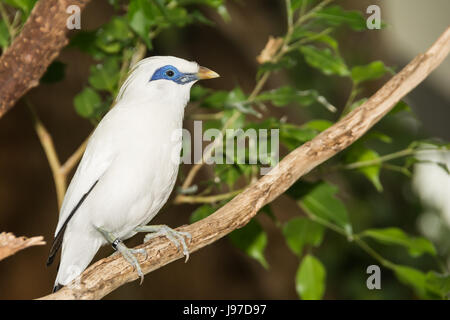 Eine Nahaufnahme von einem Bali Myna im Central Park Zoo in New York City Stockfoto