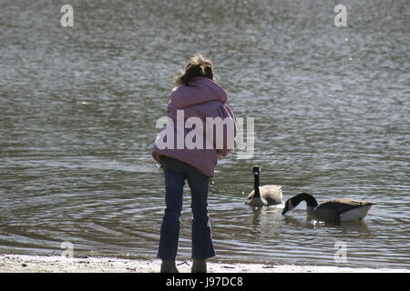 Kleines Mädchen Fütterung Gänse auf dem See Stockfoto