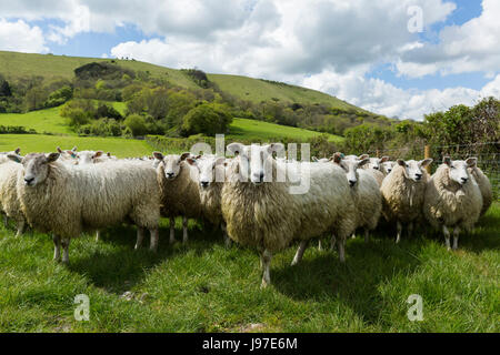 Schafe und Lämmer Weiden auf rauer Weiden auf den South Downs, Midhurst, West Sussex Stockfoto