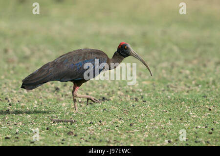 Rot-Himalaja-Ibis Stockfoto