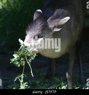 Fütterung von chinesischen getuftet Hirsch (Laphodus Cephalophus) in Nahaufnahme Stockfoto
