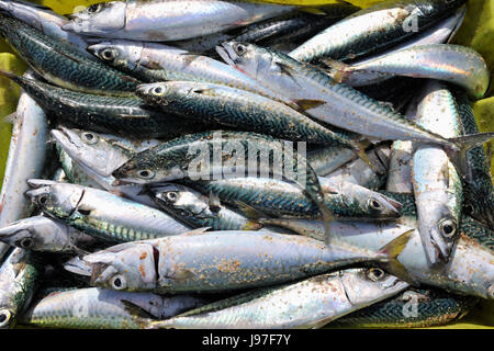 Döbel-Makrele (Scomber Japonicus) durch die traditionelle Fischerei Methode Xávega erwischt. Areão, Vagos. Portugal Stockfoto