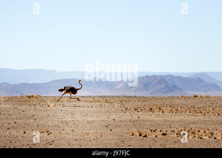 Strauß ausgeführt, Namibia. Stockfoto