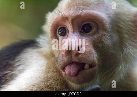 Nahaufnahme des Gesichts eines Kapuziner-Affen seine Zunge im Manuel Antonio Nationalpark in Costa Rica Stockfoto