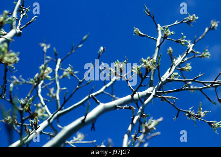 Ergebnis: ein Birnbaum gegen blauen Himmel Stockfoto