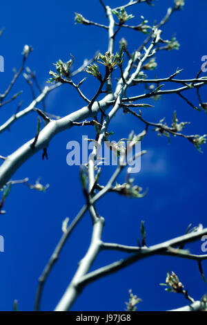 Ergebnis: ein Birnbaum gegen blauen Himmel Stockfoto