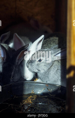 drei junge Kaninchen Trinkwasser in ihrem Käfig Stockfoto