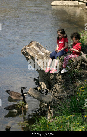 Zwei kleine Mädchen, die kanadische Gänse Fütterung Stockfoto