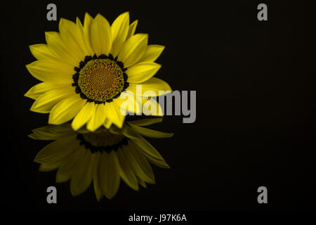 Einzigen lebendigen gelben Gazanien Blume reflektiert auf einer dunklen Oberfläche und Hintergrund mit Platz für Recht geeignet für Text überlagern. Stockfoto