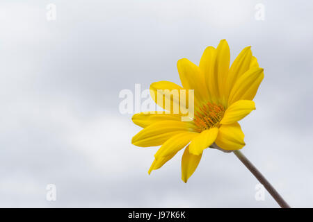 Einzelne gelbe Gazanien mit natürlichen Wolke Himmel als Hintergrund bietet natürliche Isolierung von der Blüte gefüllt Stockfoto