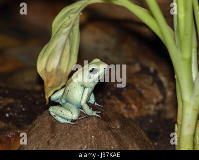 Pfeilgiftfrosch färben Stockfoto