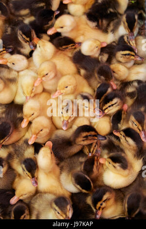 Entenküken, Can Duoc Markt, lange eine Provinz, Mekong Delta, Vietnam Stockfoto