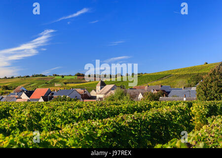 Frankreich, Cher, Crezancy-en-Sancerre, Champtin Weiler, sancerrois Weinberg im Herbst Stockfoto