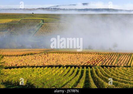 Frankreich, Cher, Sancerrois region, Bue und den Weinberg im Herbst (Sancerre AOC), Morgennebel Stockfoto