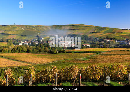 Frankreich, Cher, Sancerrois region, Bue und den Weinberg im Herbst (Sancerre AOC), Morgennebel Stockfoto